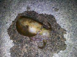 塩屋港エギング釣行　ダート後のテンションフォールで・・・