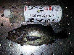 児島にて夜のウキ釣りでメバル狙い