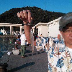 世久見　堤防でカワハギ釣り＆ちょい投げのキス