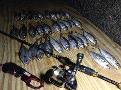 大阪南港でアジング、アジ32匹！！