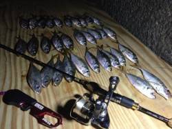 大阪南港でアジング、アジ32匹！！