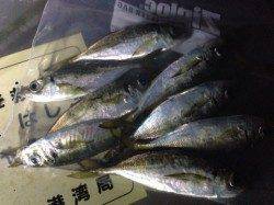 大阪南港ナイトアジングGAME　風強めでした