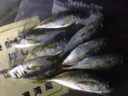 大阪南港ナイトアジングGAME　風強めでし…