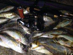 アジングでアジ50匹！大阪南港