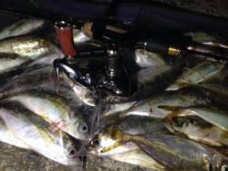 アジングでアジ50匹！大阪南港