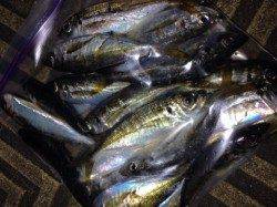 大阪南港でのアジング、20匹オーバーの釣果