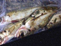 大阪南港短時間アジング、誘いの釣りとフォールの釣り