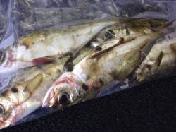 大阪南港短時間アジング、誘いの釣りとフォー…