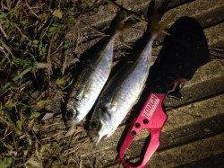 みんなでワイワイと!南港アジング