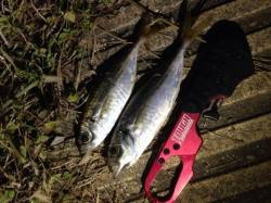 みんなでワイワイと！南港アジング