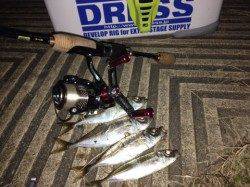 大阪南港アジングでアジ15匹！