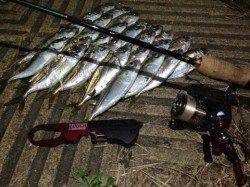 大阪南港でのアジング釣果