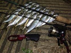 大阪南港でのアジング釣果