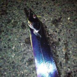 神戸港のタチウオ連続ヒット!