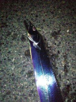 神戸港のタチウオ連続ヒット!