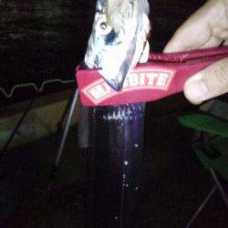 神戸港のタチウオ連続ヒット!