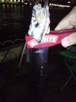 神戸港のタチウオ連続ヒット!