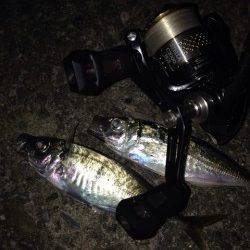 【12日】南港でアジング　本日はいまいちでした;