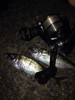 【12日】南港でアジング　本日はいまいちでした;