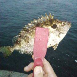 明石港で短時間アジング　アイゴにアジ