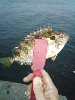 明石港で短時間アジング　アイゴにアジ