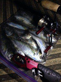 大阪南港　アジングでのアジ狙いは好調☆