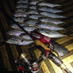 大阪南港でアジング、アジ20匹オーバー