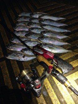 大阪南港でアジング、アジ20匹オーバー