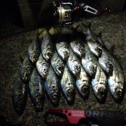 大阪南港でのアジング釣果