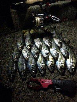 大阪南港でのアジング釣果