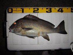 小浦漁港でタチウオの釣果