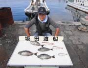 黒島の筏で良型のアイゴ