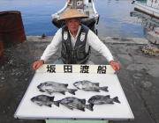 黒島の磯　イシダイ5枚！