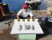 ヤエンでアオリイカ　一潮ごとにサイズUP中…