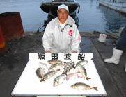 黒島の筏で良型アイゴの釣果