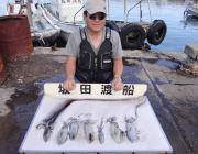 黒島の磯でのヤエン釣り　アオリイカ～0.7㎏12ハイ！