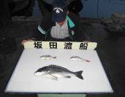 湾内の筏でチヌ48cm！　エサはコーンを使…