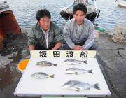 湾内の筏で良型のチヌ&アイゴ