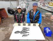 黒島の磯のアイゴ・グレ釣況