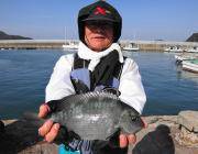 黒島の磯で30cmオーバーの良型グレ♪