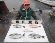 チヌ・エビスダイ・カスゴ、黒島の筏釣果