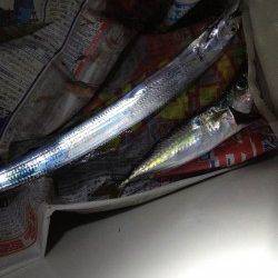 舞洲でのタチウオワインド　ベイトにイワシが入ってきました