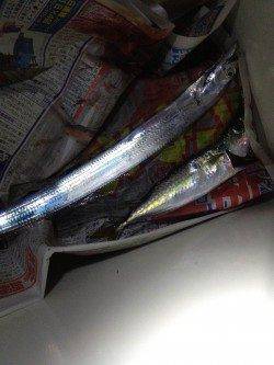 舞洲でのタチウオワインド　ベイトにイワシが入ってきました