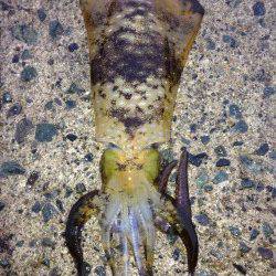 新井崎にてエギング　粘った末のアオリイカ