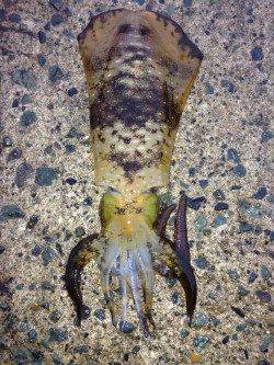 新井崎にてエギング　粘った末のアオリイカ