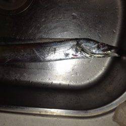 渋い状況の中ワインドでタチウオ2本