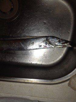 渋い状況の中ワインドでタチウオ2本