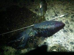 仮屋　ヤエンで狙うアオリイカ　アジは現地調達