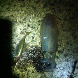 仮屋　ヤエンで狙うアオリイカ　アジは現地調達