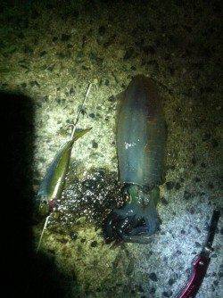 仮屋　ヤエンで狙うアオリイカ　アジは現地調達